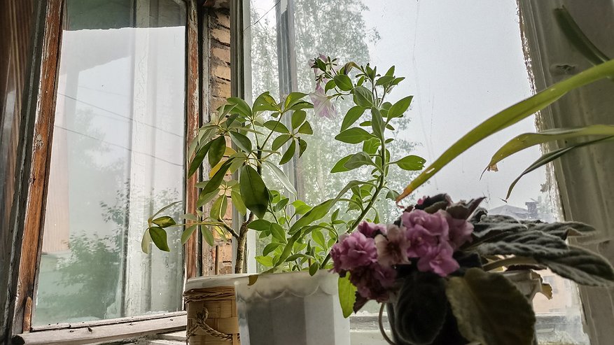 Главная картинка новости: Почему не все так делают? 5 лайфхаков, которые сильно упростят уход за комнатными растениями