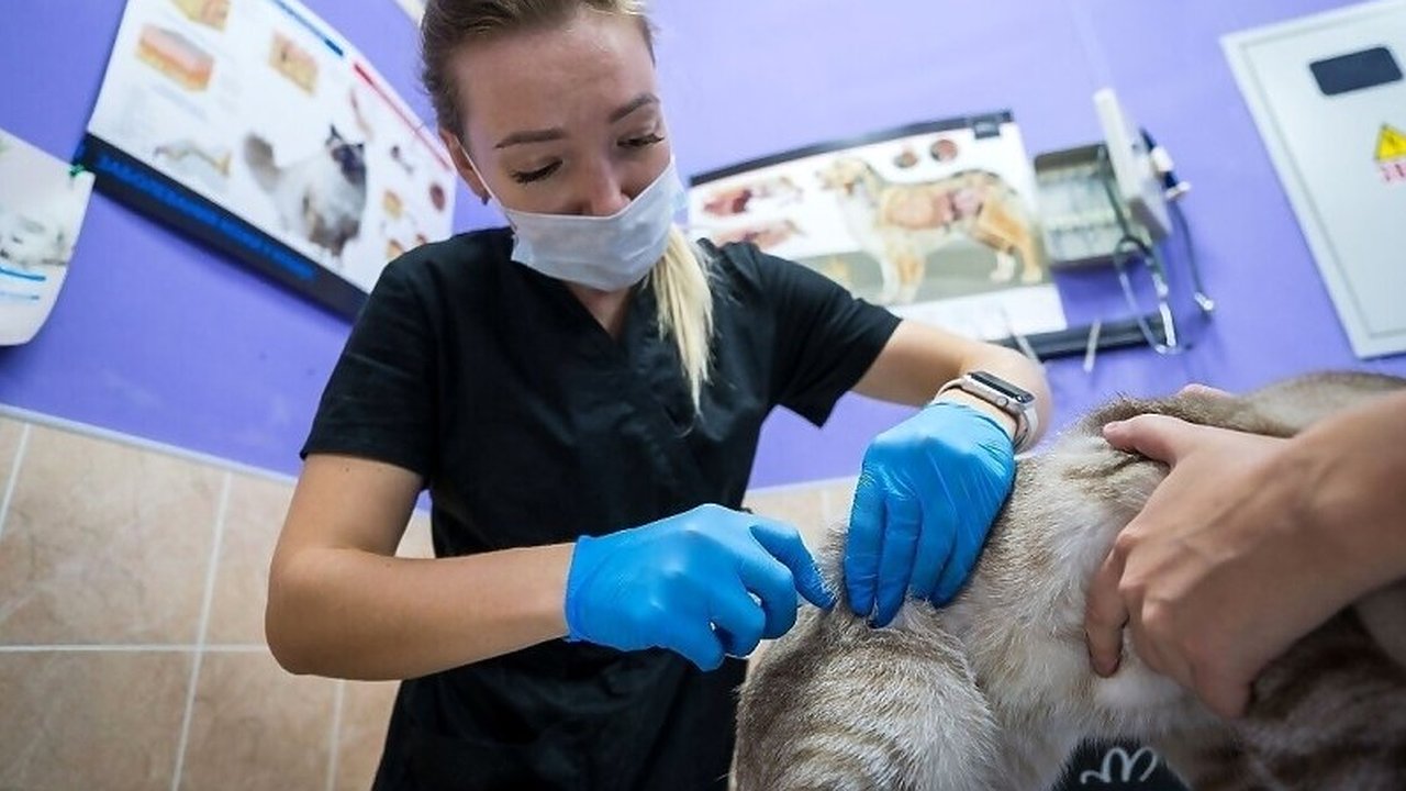 Главная картинка новости: В Коми в 2025 году бесплатно кастрировали и стерилизовали 1187 домашних животных