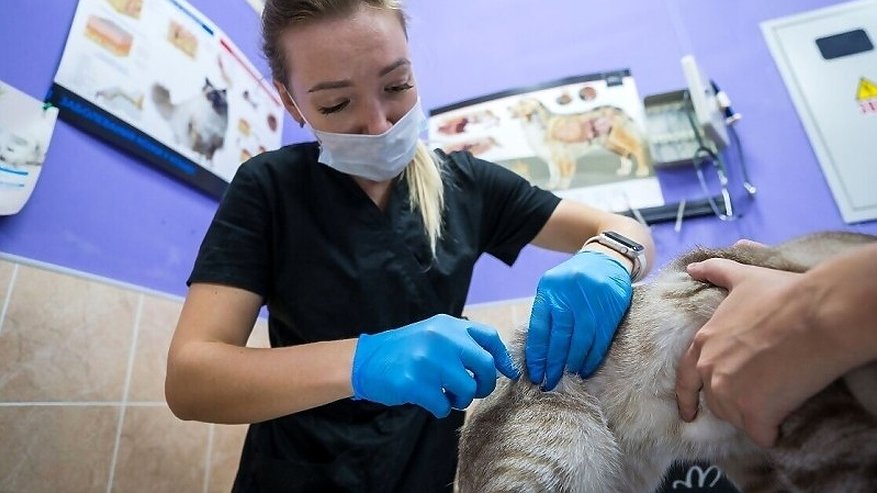 Главная картинка новости: В Коми в 2025 году бесплатно кастрировали и стерилизовали 1187 домашних животных