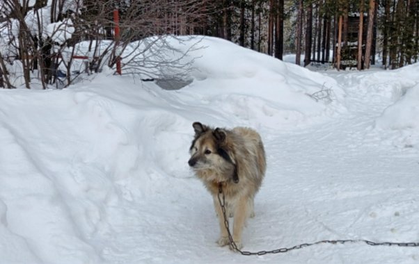Погода в Коми 20 февраля будет морозной и ветреной