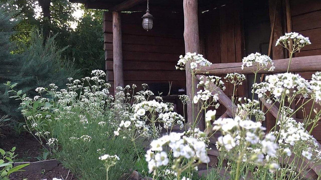 Главная картинка новости: Нашла многолетник для ленивых, цветущий до самой осени: пышное воздушное "облако" с минимальным уходом