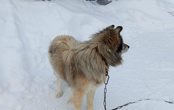 Погода в Коми 13 марта принесёт потепление и осадки