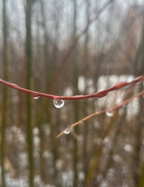 В Республике Коми 28 марта ожидаются осадки и сильный ветер