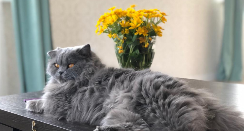 Внимательно следите за поведением кошки: главный признак глистов, который вы точно не пропустите