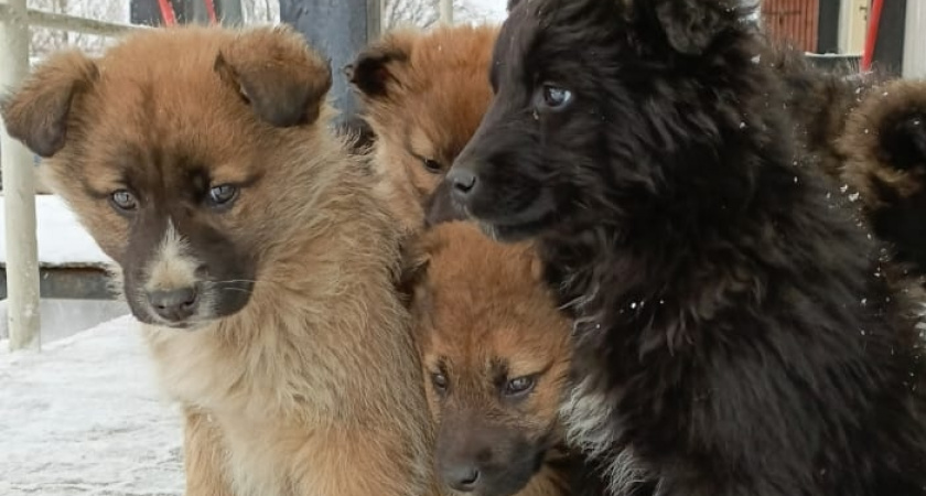 В Республике Коми возбуждено уголовное дело о массовой гибели животных в частном приюте