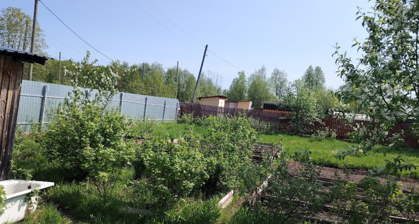 Больше не выброшу пасынки и ботву томатов в компост - на них я уже сэкономил "целое состояние": 2 полезные хитрости