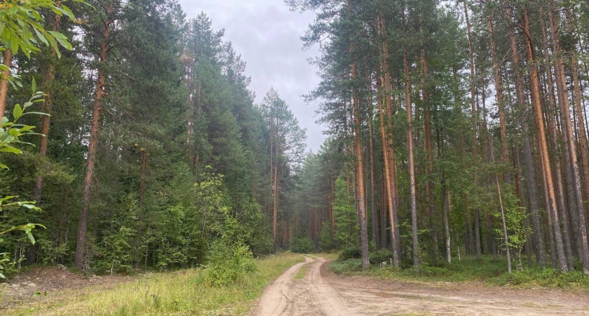В Коми спасатели разыскивали пенсионерку, заблудившуюся в лесу