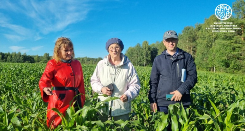 В Коми выполнили план по посеву кукурузы для силоса