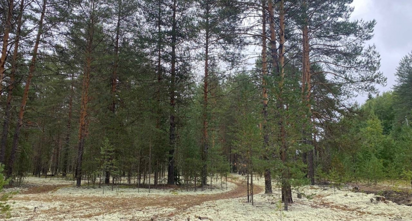 В Коми за неделю ликвидировали 17 очагов лесных возгораний