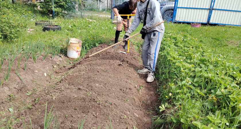 Навоз больше не нужен: урожай стабильно растет в 2,5 раза благодаря этому сидерату