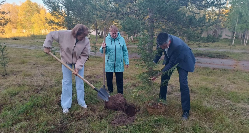 В Усинской ЦРБ появилась «Аллея дружбы» из молодых елей