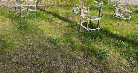Не сажайте эти 3 дерева в саду около дома - отнимают удачу и энергию, и приносят большие беды